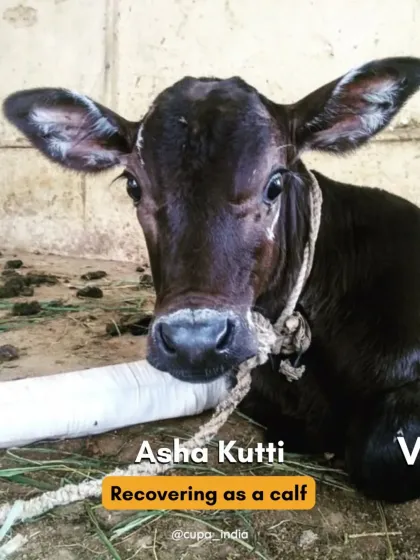 Cupa - Emergency Animal Rescue & Treatment Large Animal Rescues photo 6