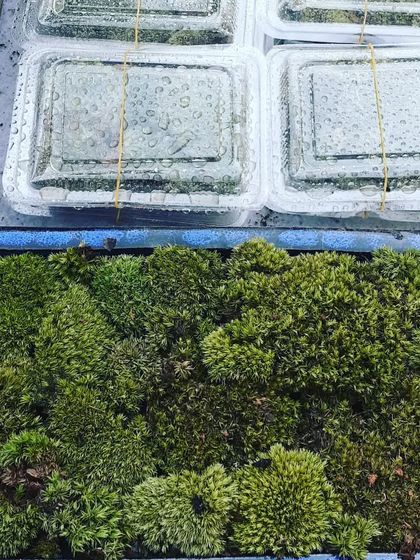 Gardening Essentials: Moss, Lawn & More photo 13