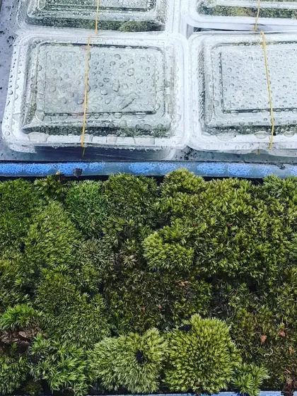 Our live moss is carefully cultivated and packed to retain moisture during shipping. Here you can see it ready for dispatch.