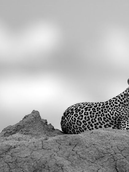 Here, the focus is on the texture of the mound and the sleek form of the leopard. It’s a study in contrast and composition.