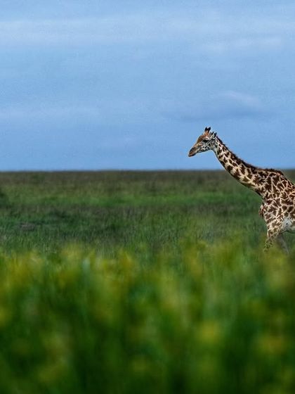 Giants & Other Jewels photo 4