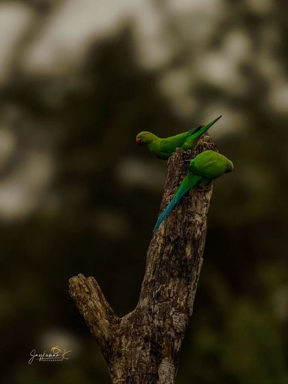 Two Rose-ringed Parakeets on a dead tree, their bright green color a stark contrast to the dark wood.