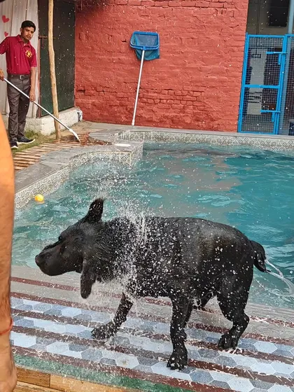 After a fun splash in the pool, it's time for a good clean-up. This happy Labrador is shaking off the water before heading for a proper wash and dry, ensuring he goes home fresh and clean, with no muddy paws for you to worry about.