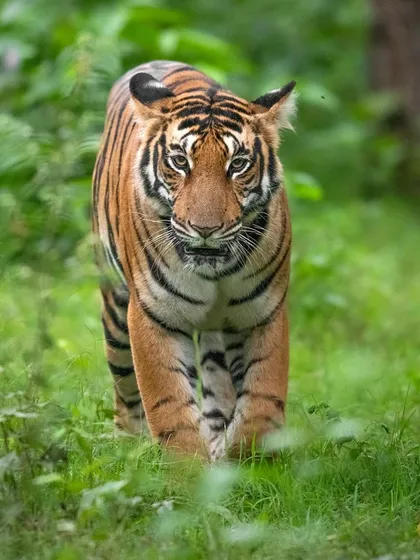 A tiger confidently walks through the tall green grass of Bandipur. The monsoon not only brings life to the forest but also offers unique compositions and textures for photography.
