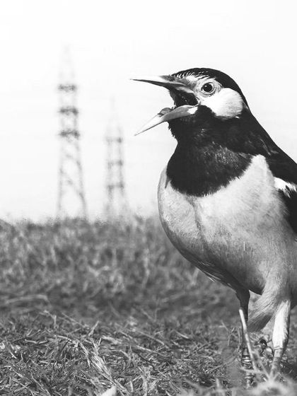 A Pied Starling calls out amidst the feeding frenzy, with power lines in the background, a constant reminder of the urbanized landscape.