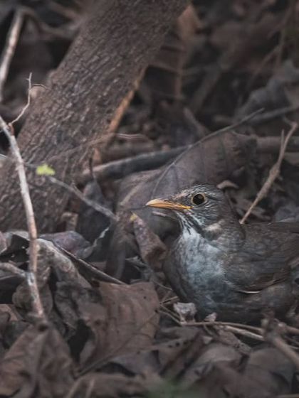 A Tickell's Thrush foraging in the leaf litter at Asola Bhati Wildlife Sanctuary, another highlight from a recent exploration.