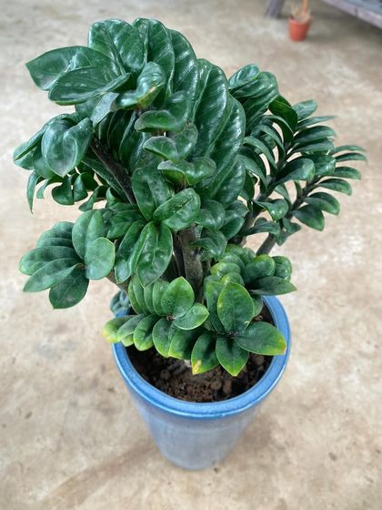 A closer look at the unique, glossy leaves of a ZZ plant. It is known for its ability to clean the air by absorbing toxins and releasing oxygen.