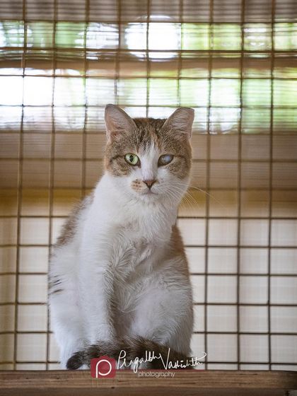 Pragalbh - Animal Rescue & Advocacy Photography Adoption Portfolios: Soulful Portraits for a Second Chance photo 10