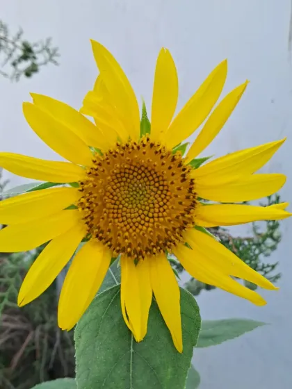 Bhardwaj - Urban Gardening Consultation A Riot of Colorful Flowers photo 42