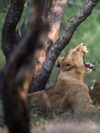 A lazy afternoon yawn from a young lion in the shade of the forest. Even in rest, the power of this animal is undeniable, with a glimpse of its formidable teeth.