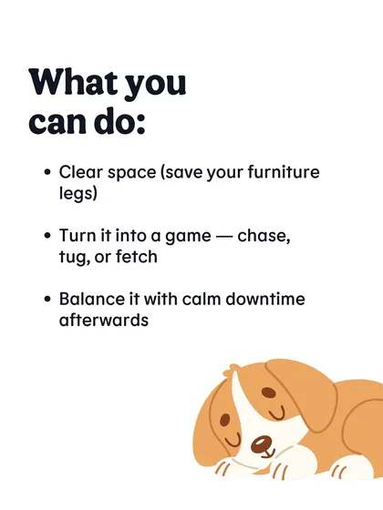 What can you do about zoomies? Clear some space to keep them safe, turn it into a game, and make sure to have some calm downtime afterwards.