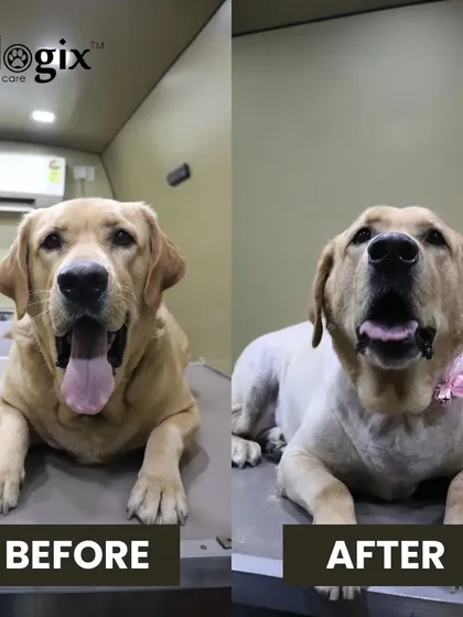 Unleash the paw-fect style. This Labrador's summer cut is a great way to keep them cool and comfortable during the hot months.