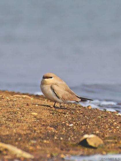 A Small Indian Pratincole resting on the banks of a river in Bihar. These birds are wonderfully adapted to shoreline habitats.