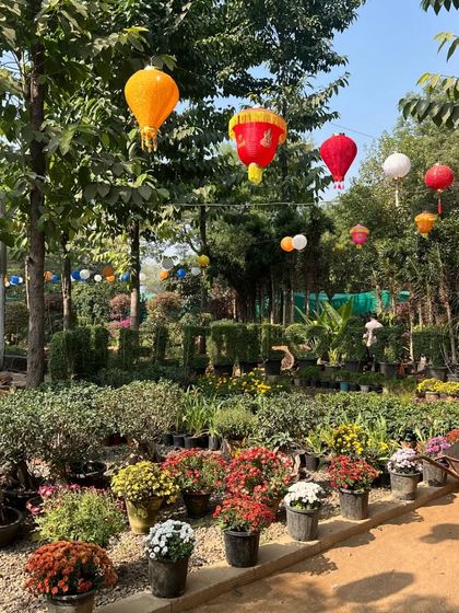 A glimpse of our nursery, decorated with lanterns for a festive occasion. We stock a vast array of seasonal flowers, shrubs, and trees to meet all your gardening needs.