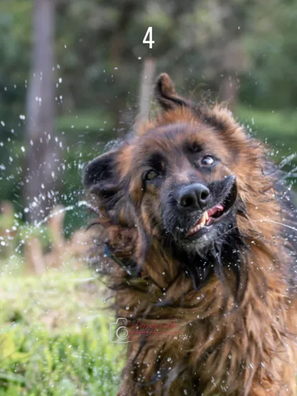 Talk about shaking off the Monday blues! This is a perfect example of how I embrace the chaos. An unscripted, high-energy moment with Ruby after a dip in the water results in a dynamic and personality-filled action shot.