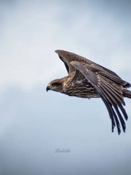Lalith - Wildlife & Nature Photography Wings in Motion photo 46
