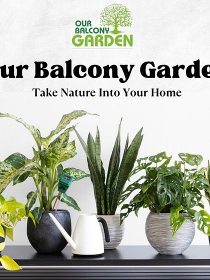 Bring home nature. 🪴 We curate collections of easy-care indoor plants like Snake Plants and Monsteras that look beautiful together.