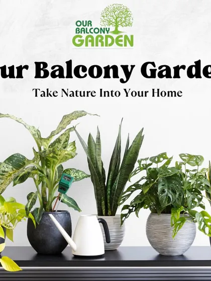 Bring home nature. 🪴 We curate collections of easy-care indoor plants like Snake Plants and Monsteras that look beautiful together.