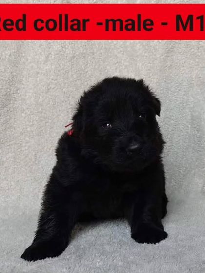 A 22-day-old puppy from the "FireArm" litter. We begin tracking their development and temperament from the moment they are born.