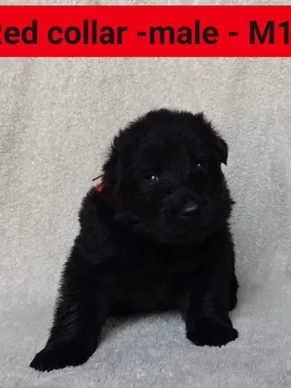 A 22-day-old puppy from the "FireArm" litter. We begin tracking their development and temperament from the moment they are born.