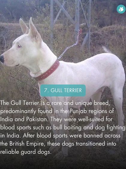 The Pack - Online Pet Parent Community A Voice for Every Dog photo 54