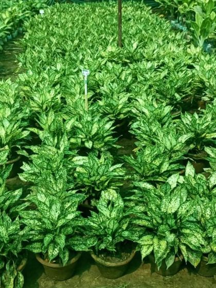 A large batch of Aglaonema 'Snow White' at my nursery. I grow these popular plants in large numbers.