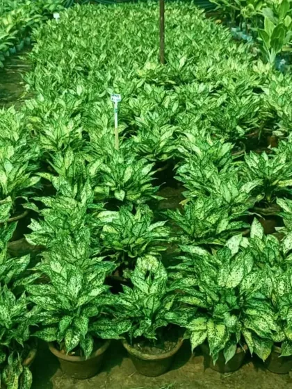 A large batch of Aglaonema 'Snow White' at my nursery. I grow these popular plants in large numbers.