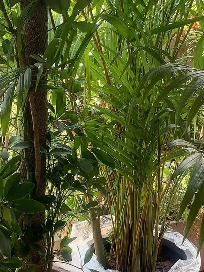 A close-up of lush, healthy foliage. I love mixing different leaf textures and shades of green, like the feathery fronds of this palm and the broad leaves of a Schefflera, to create a rich, jungle-like feel.
