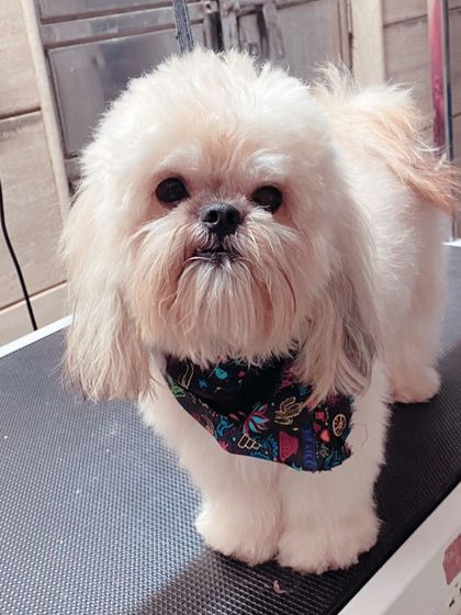Duggu the Lhasa Apso is looking fluffy and cute in his colorful bandana.