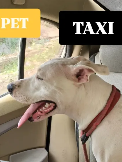 This white indie dog is enjoying the breeze. My pet taxi service ensures a comfortable and enjoyable experience for every furry friend.