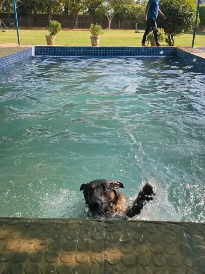 A German Shepherd making a big splash. For high-energy dogs, jumping into the pool is the best part of their day.