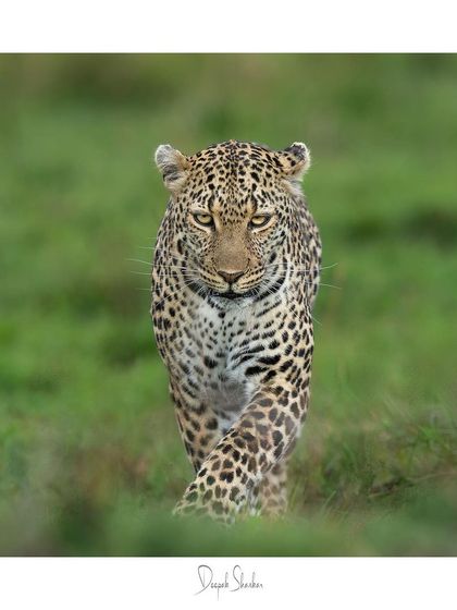 This fine art print of a walking leopard is a timeless piece that captures the essence of wild grace and power.