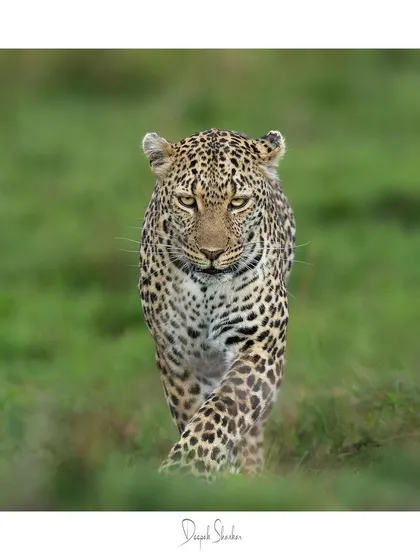 These images further explore the lives of Africa's big cats, from quiet portraits and family interactions to the drama of the hunt. Each one is a piece of the larger narrative we build on safari.