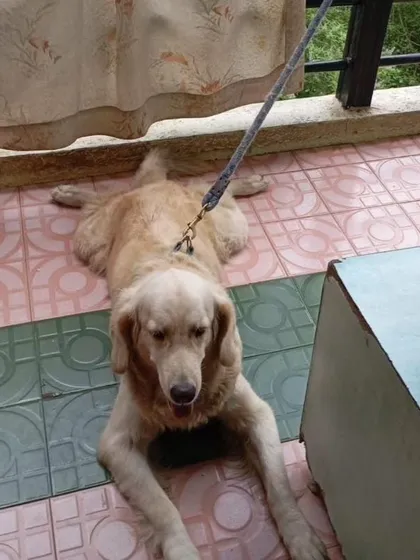 Muffy lying down, looking sad. She needs a new home where she can get the time and attention she deserves.