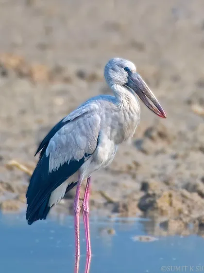 An Asian Openbill Stork, or 'Ghonghil', standing in the shallows. Its unique beak is specially adapted to open the shells of snails.