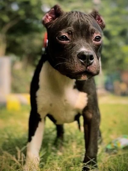 Another portrait of the handsome young Sultan.