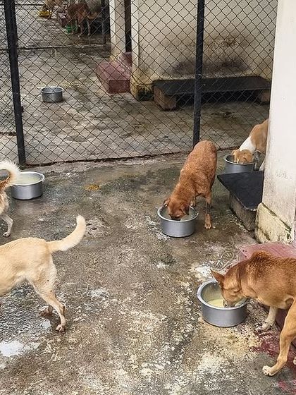 Dogs eating in one of our kennel areas. We ensure every dog, whether in a large pack or a smaller group, gets their meal without stress.