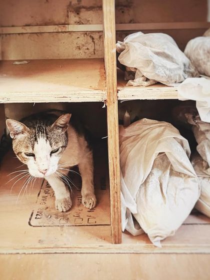 This is Silky, the soul of our studio. He greeted me at the gate the first day I saw this space, and it has been his home ever since. He brings so much life and calm to our little corner of the world.