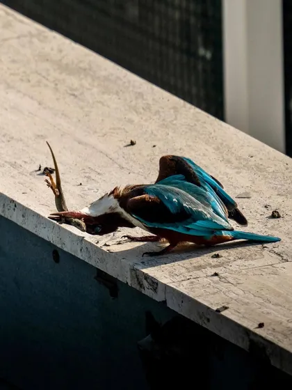 The process of subduing the prey can be quite dramatic. Here the kingfisher is thrashing the lizard on the ledge.