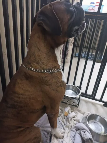 Loki sitting patiently by his food and water bowls. He is waiting for his forever family.