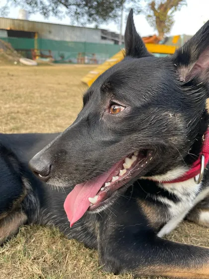 A beautiful profile shot of Sheru the Indie, looking happy and relaxed in the sun.