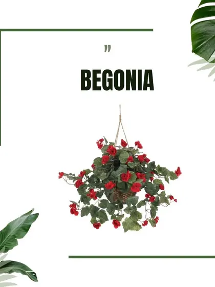 The Begonia, featured in this graphic, is a versatile plant that offers both beautiful foliage and delicate flowers, thriving in hanging baskets.
