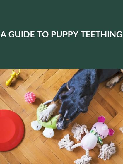 Furry Story - Pet Sitter & Home Boarder Training Starting Strong: Puppy Care & Socialization photo 4