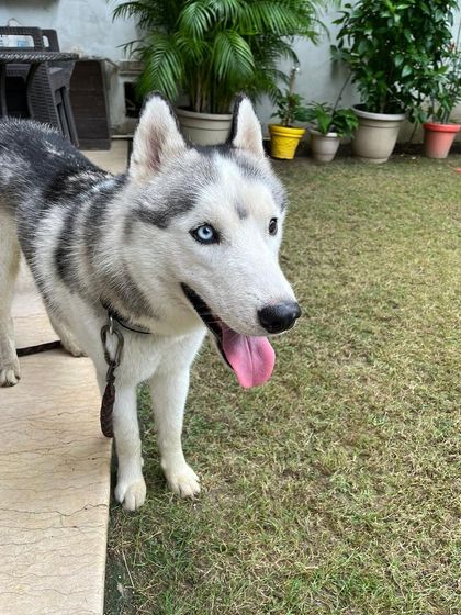 Another angle of the lost husky, showing his healthy condition and distinct markings. We always require proof of ownership to ensure a safe return.