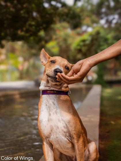 A gentle hand giving Jimmy Choo a chin scratch. This shows he is friendly and loves affection.
