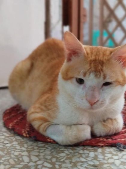 A sleepy Tingmo looking content after his recovery. He is fully vaccinated, neutered, and his adoption paperwork is ready. DM me to get the adoption form.