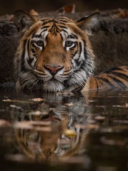 A young tiger beating the summer heat in Tadoba, its reflection captured in the water.