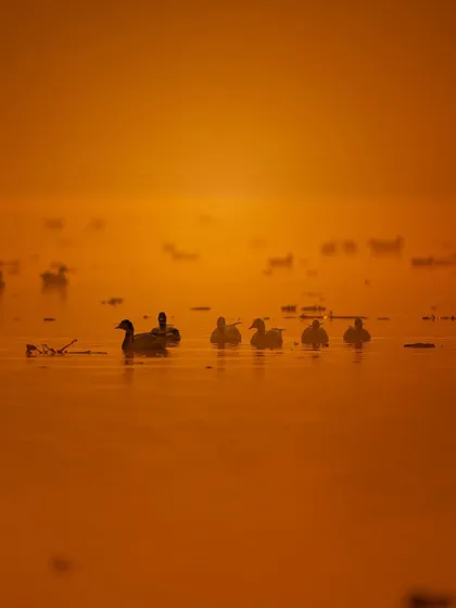 Ducks swimming in a line during a golden sunrise. The warm, monochromatic color palette and the silhouettes of the birds create a peaceful and artistic image.