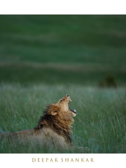 Is he yawning or is he roaring? Either way, it's a fantastic display of the power held within those jaws. A candid moment that reveals the raw, untamed nature of a lion.