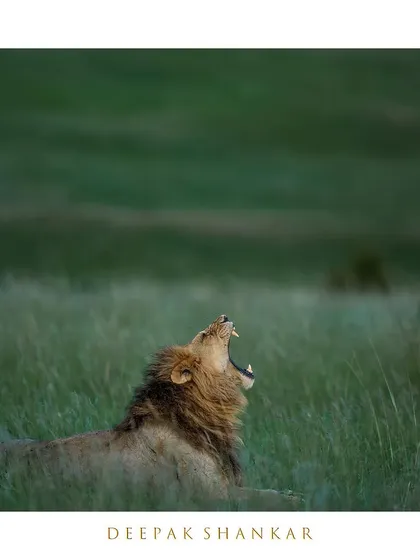 These images further explore the lives of Africa's big cats, from quiet portraits and family interactions to the drama of the hunt. Each one is a piece of the larger narrative we build on safari.